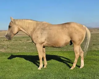 Koolaid, 9 Year Old Palomino Quarter Horse Gelding for Sale in Blackfoot, ID