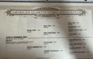 Justa Shining Rey (Toad), 2 Year Old Sorrel Quarter Horse Gelding for Sale in Mansfield, AR