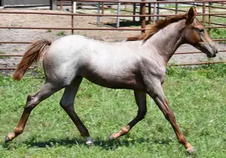 Kwikk Sann, Foal Roan Quarter Horse Filly for Sale in King City, MO