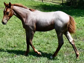 Kwikk Sann, Foal Roan Quarter Horse Filly for Sale in King City, MO, photo 2 of 4