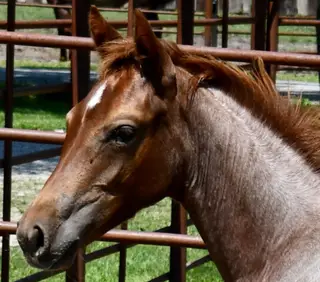 Kwikk Sann, Foal Roan Quarter Horse Filly for Sale in King City, MO, photo 3 of 4