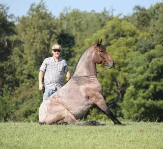 Ranger, 5 Year Old Bay Roan Draft Cross Gelding for Sale in Mt. Vernon, KY