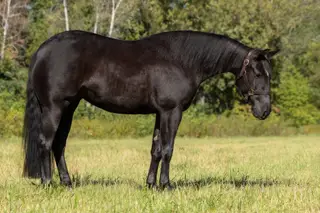 Mare by A Vintage Smoke, 3 Year Old Black Quarter Horse Mare for Sale