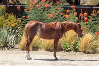 Smooth Sham Pain (Annie), 1 Year Old Chestnut Quarter Horse Filly for Sale in CA