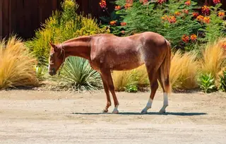 Smooth Sham Pain (Annie), 1 Year Old Chestnut Quarter Horse Filly for Sale in CA, photo 2 of 4