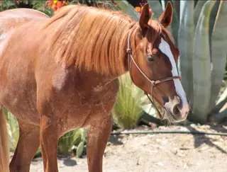Smooth Sham Pain (Annie), 1 Year Old Chestnut Quarter Horse Filly for Sale in CA, photo 3 of 4