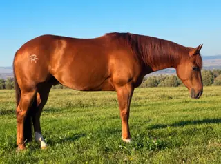 RTR Red Hot Class (Yogi), 4 Year Old Sorrel Quarter Horse Gelding for Sale in Ellensburg, WA