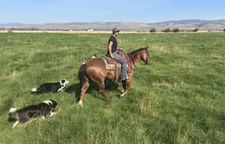 RTR Red Hot Class (Yogi), 4 Year Old Sorrel Quarter Horse Gelding for Sale in Ellensburg, WA, photo 4 of 4