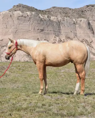 Colt by Gunners Special Nite