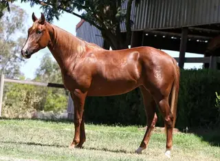 MSU Gettn Hot In Here, 2 Year Old Chestnut Quarter Horse Filly for Sale in Sacramento, CA
