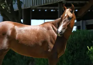 MSU Gettn Hot In Here, 2 Year Old Chestnut Quarter Horse Filly for Sale in Sacramento, CA, photo 2 of 5