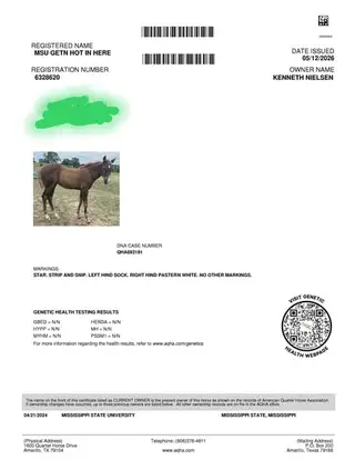 MSU Gettn Hot In Here, 2 Year Old Chestnut Quarter Horse Filly for Sale in Sacramento, CA, photo 3 of 5