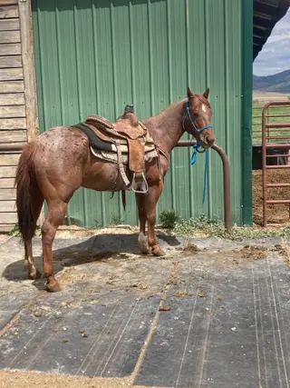 Copper, 4 Year Old Red Roan Quarter Horse Gelding for Sale in ID