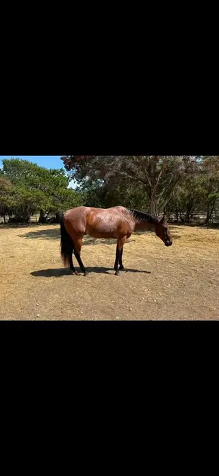 Who Gee Playboy (Romeo), 7 Year Old Bay Quarter Horse Gelding for Sale in Kempner, TX