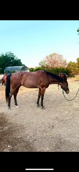Who Gee Playboy (Romeo), 7 Year Old Bay Quarter Horse Gelding for Sale in Kempner, TX, photo 3 of 3