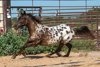 Dot