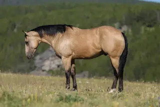Zans Frosty Moonglow, 4 Year Old Quarter Horse Gelding for Sale in Sundance, WY