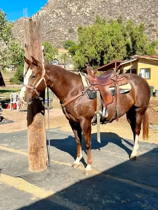 Big Time Frosty (Lucy), 9 Year Old Chestnut Quarter Horse Mare for Sale in CA
