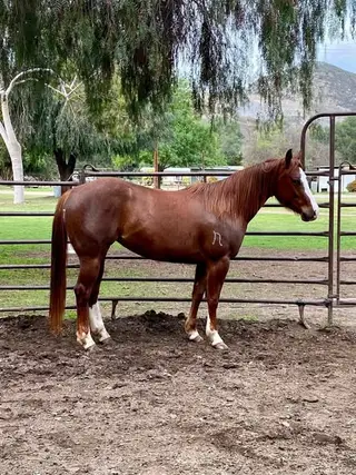 Big Time Frosty (Lucy), 9 Year Old Chestnut Quarter Horse Mare for Sale in CA, photo 3 of 4