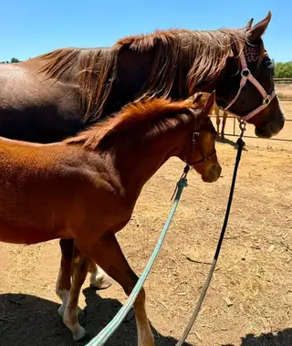 Big Time Frosty (Lucy), 9 Year Old Chestnut Quarter Horse Mare for Sale in CA, photo 4 of 4