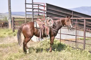 Handy Cowboy