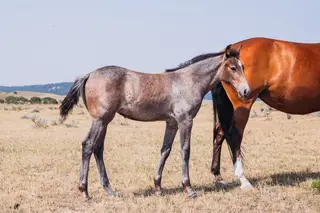 Idontnitathing, Foal Quarter Horse Filly for Sale in Ryegate, MT