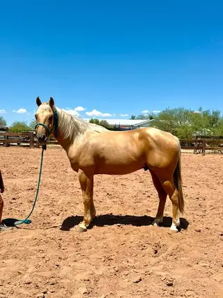 Palomino Quarter Horse Gelding