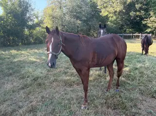 Roosters Lil Jackie, 2 Year Old Sorrel Quarter Horse Filly for Sale in AL
