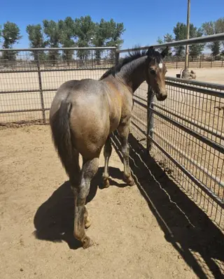 Metallic Chex DF (Reb), Foal Buckskin Roan Quarter Horse Colt for Sale in Apple Valley, CA