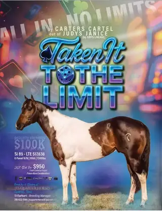 Ivory ToThe Limit, 1 Year Old Bay Tobiano Paint Colt for Sale in Perrin, TX, photo 2 of 2