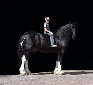 Helix, 7 Year Old Black Gypsy Vanner Cross Gelding for Sale in Bayard, NE