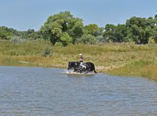 Helix, 7 Year Old Black Gypsy Vanner Cross Gelding for Sale in Bayard, NE, photo 2 of 4