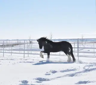 Helix, 7 Year Old Black Gypsy Vanner Cross Gelding for Sale in Bayard, NE, photo 4 of 4