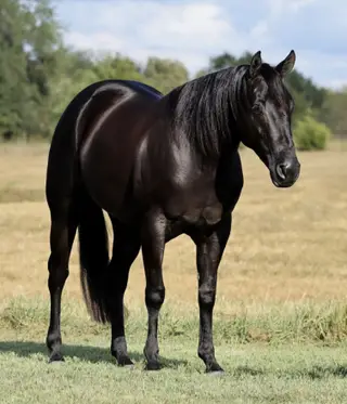 This Chicks Smokn (Izzy), 2 Year Old Black Quarter Horse Filly for Sale in Buffalo, MO