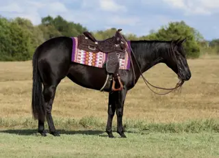 This Chicks Smokn (Izzy), 2 Year Old Black Quarter Horse Filly for Sale in Buffalo, MO, photo 2 of 6