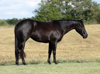 This Chicks Smokn (Izzy), 2 Year Old Black Quarter Horse Filly for Sale in Buffalo, MO, photo 3 of 6