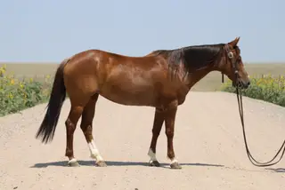 Lenas High On Pepto (Rosie), 14 Year Old Red Roan Quarter Horse Mare for Sale in Nunn, CO