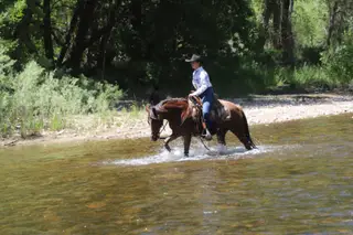 Lenas High On Pepto (Rosie), 14 Year Old Red Roan Quarter Horse Mare for Sale in Nunn, CO, photo 2 of 4