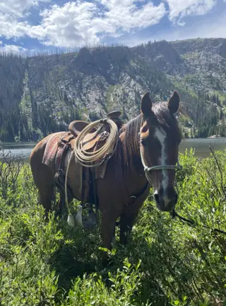 Lenas High On Pepto (Rosie), 14 Year Old Red Roan Quarter Horse Mare for Sale in Nunn, CO, photo 4 of 4