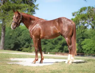 Colt by Third Cutting