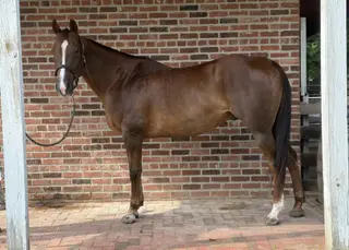 Diesel, 15 Year Old Sorrel Quarter Horse Gelding for Sale in Canal Winchester, OH, photo 2 of 4