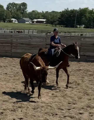 Diesel, 15 Year Old Sorrel Quarter Horse Gelding for Sale in Canal Winchester, OH, photo 3 of 4