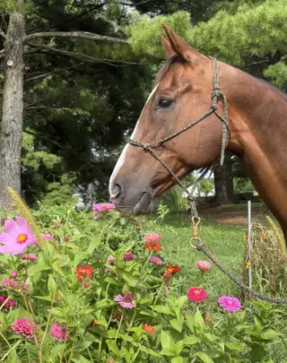 Diesel, 15 Year Old Sorrel Quarter Horse Gelding for Sale in Canal Winchester, OH, photo 4 of 4