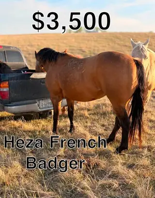 Heza French Badger, 7 Year Old Buckskin Quarter Horse Gelding for Sale in Loup City, NE, photo 2 of 5