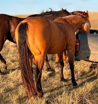 Heza French Badger, 7 Year Old Buckskin Quarter Horse Gelding for Sale in Loup City, NE, photo 3 of 5