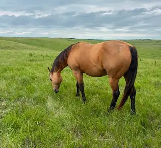 Heza French Badger, 7 Year Old Buckskin Quarter Horse Gelding for Sale in Loup City, NE, photo 5 of 5
