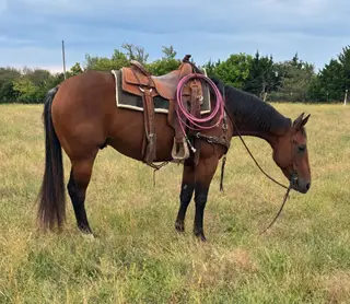 Genuine Hashtag (Ty), 5 Year Old Bay Quarter Horse Gelding for Sale in Carthage, MO