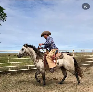 Docs Jackin Gerb, 10 Year Old Gray Quarter Horse Stallion for Sale in Amarillo, TX