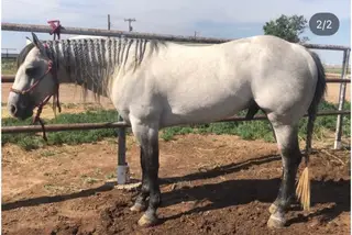 Docs Jackin Gerb, 10 Year Old Gray Quarter Horse Stallion for Sale in Amarillo, TX, photo 2 of 5