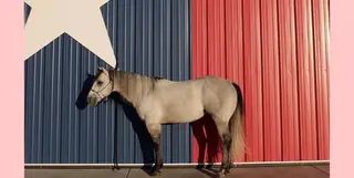 Docs Jackin Gerb, 10 Year Old Gray Quarter Horse Stallion for Sale in Amarillo, TX, photo 3 of 5